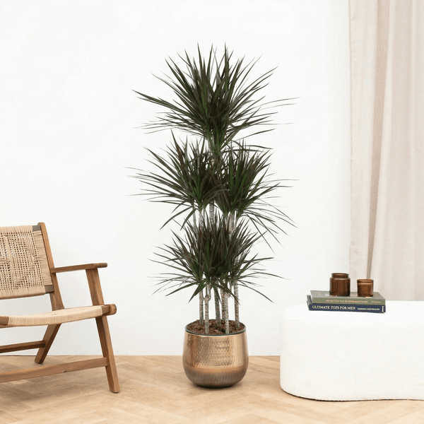 Dracaena Magenta carrousel - 160 cm kopen bij Green Bubble