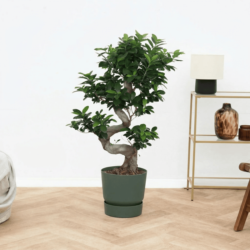 Skötsel Ficus Microcarpa Ginseng verzorging - Green Bubble