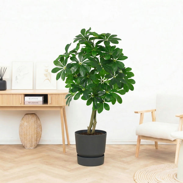 Kunst Schefflera Arboricola - 120cm kopen bij Green Bubble