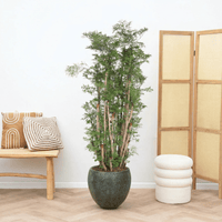 Polyscias Ming vertakt - 150 cm