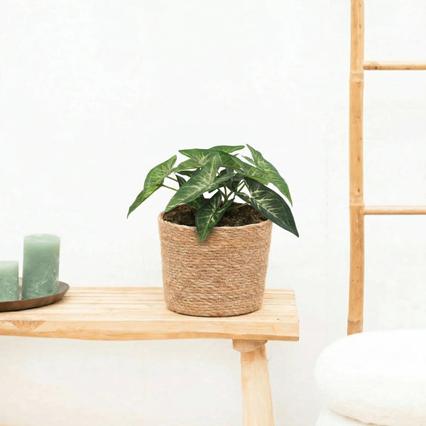 Kunst Syngonium - 15cm kopen bij Green Bubble