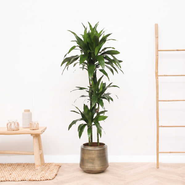 Dracaena Fragrans Janet Craig - 140 cm kopen bij Green Bubble