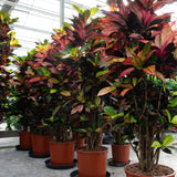 Product afbeelding 2