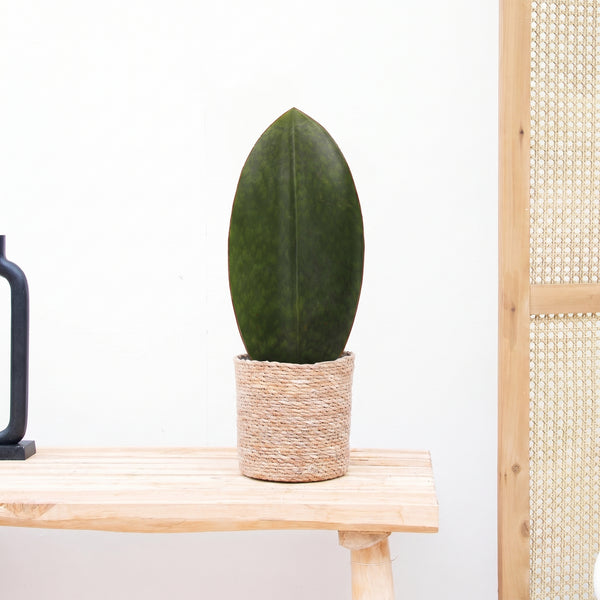 Sansevieria Masoniana Whale - 30cm kopen bij Green Bubble