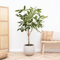 Schefflera Actinophylla Amate op stam - 160cm