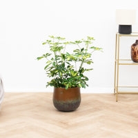 Schefflera Gold Capella struik - 80 cm