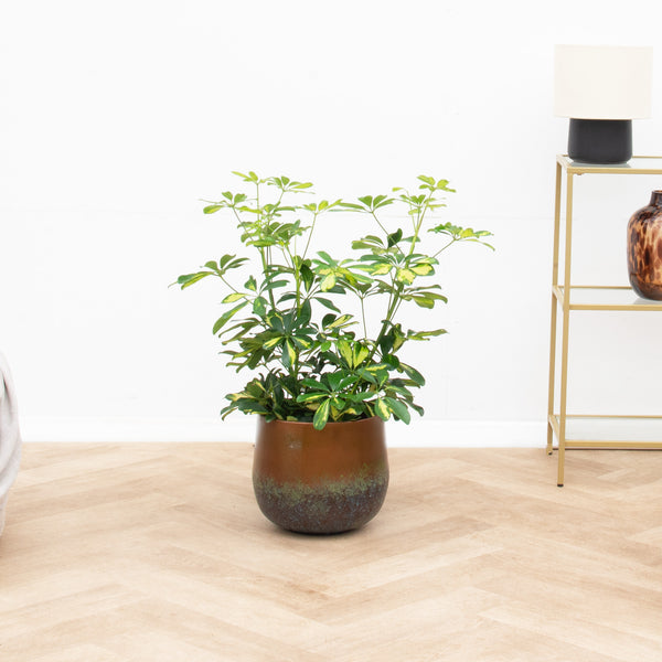 Schefflera Gold Capella Strauch - 80 cm kopen bij Green Bubble