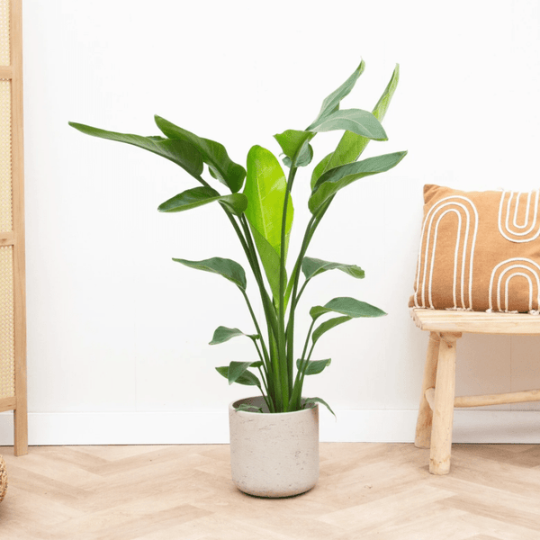 Strelitzia Nicolai - 90cm kopen bij Green Bubble