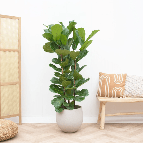 Ficus Lyrata struik - 160cm kopen bij Green Bubble