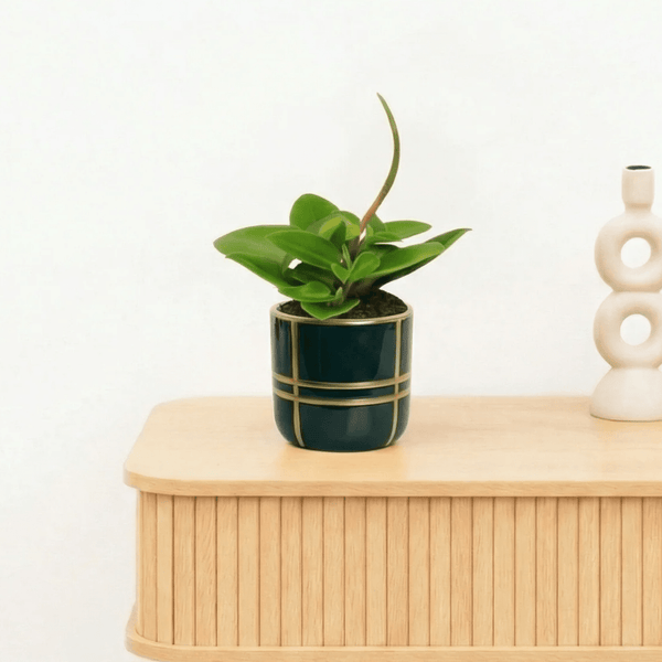 Bambino Peperomia Pixie - 10cm kopen bij Green Bubble