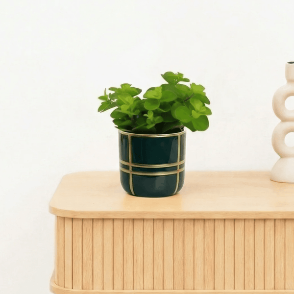 Bambino Peperomia Rotundifolia - 10cm kopen bij Green Bubble