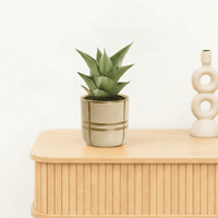 Bambino Sansevieria Samurai - 15cm