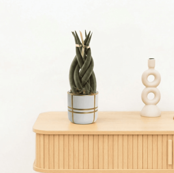 Bambino Sansevieria Cylindrica Twist - 15cm kopen bij Green Bubble