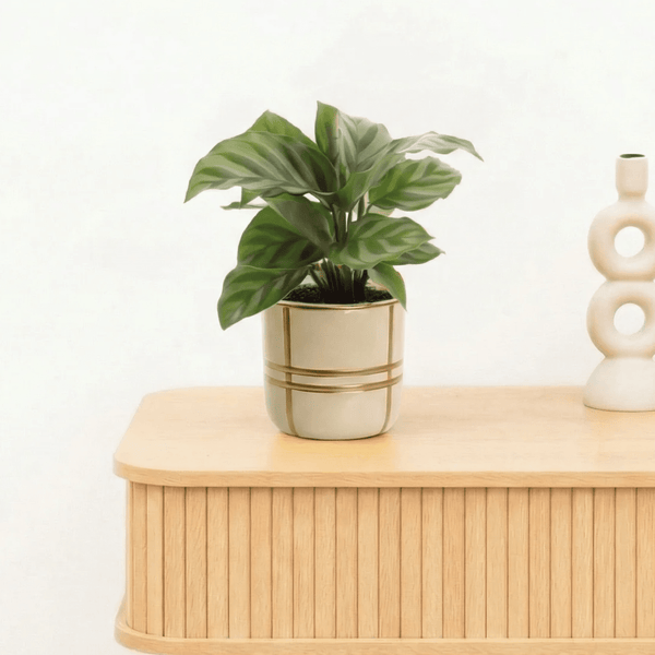 Bambino Calathea Freddie - 15cm kopen bij Green Bubble
