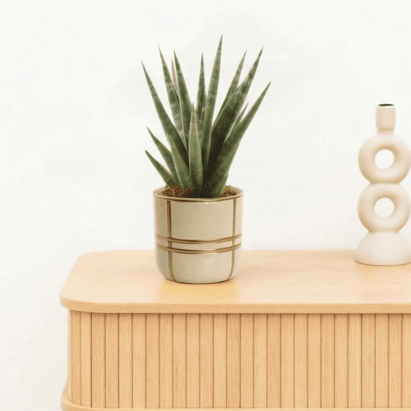 Bambino Sansevieria Dancing queen - 20cm kopen bij Green Bubble