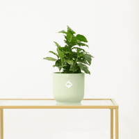 Coffea Arabica (Koffieplantje) - 15cm