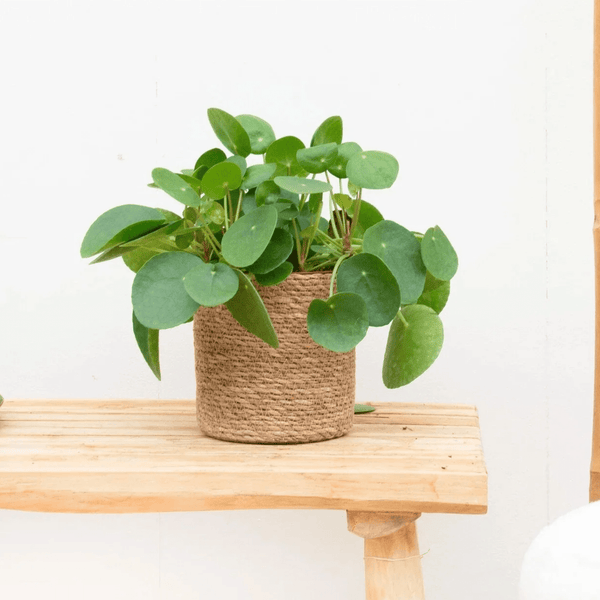 Combi deal - Pannenkoekenplant inclusief mand Scott - 20cm kopen bij Green Bubble