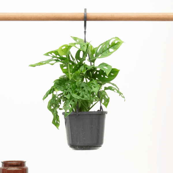 Hangplant Monstera Monkey Leaf - 40cm kopen bij Green Bubble