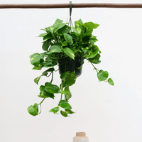 Epipremnum Aureum - 40cm