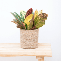 Codiaeum variegatum 'Petra' - 30cm