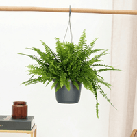 Nephrolepis Exaltata hangplant - 40cm