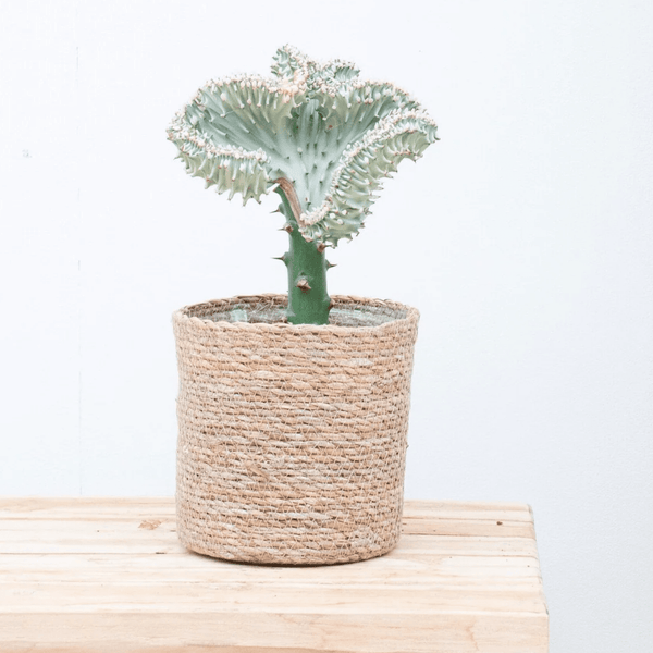 Euphorbia lactea Cristata wit - 30cm kopen bij Green Bubble