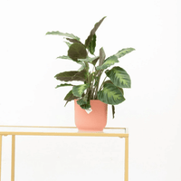 Calathea Maui Queen - 35cm
