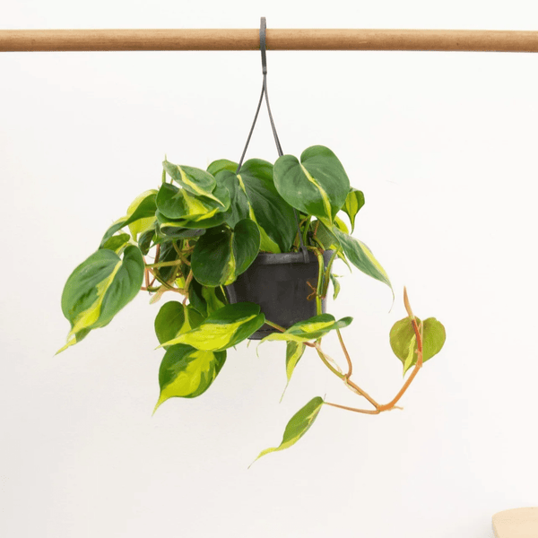 Philodendron Scandens Brasil hangplant - 40 cm kopen bij Green Bubble
