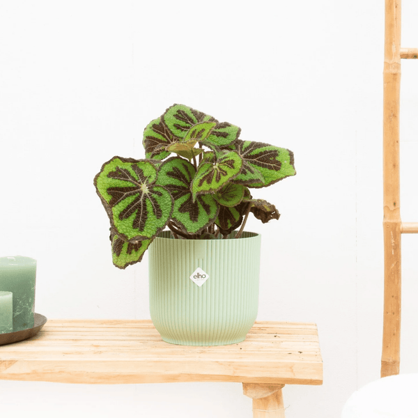Begonia Masoniana Mountain - 35cm kopen bij Green Bubble
