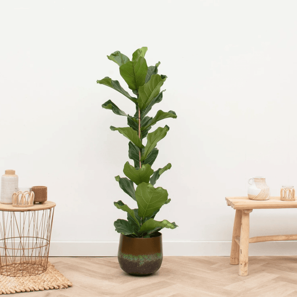 Ficus Lyrata struik - 80cm kopen bij Green Bubble