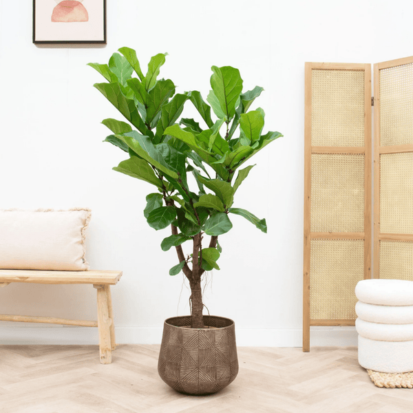 Ficus Lyrata vertakt - 130cm kopen bij Green Bubble