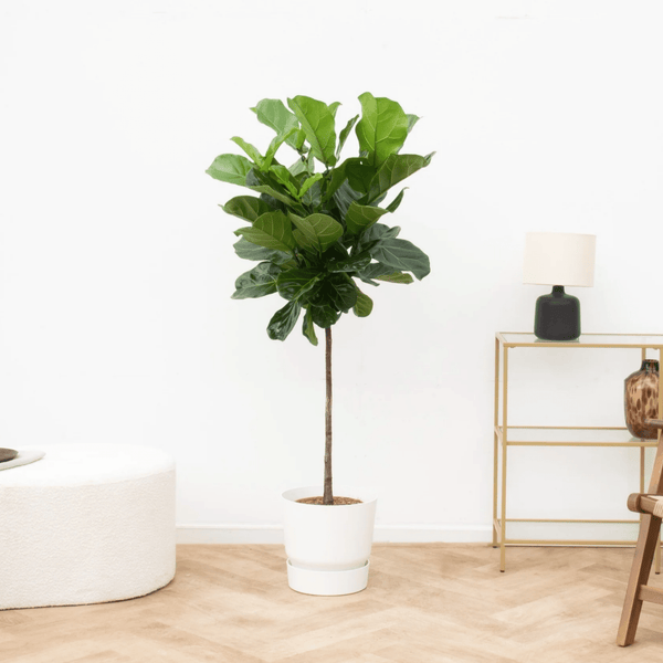 Ficus Lyrata stam - 150cm kopen bij Green Bubble