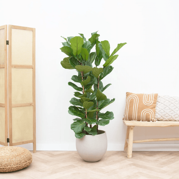 Ficus Lyrata struik - 130cm kopen bij Green Bubble