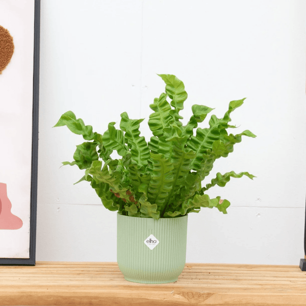 Asplenium Crispy Wave - 30cm kopen bij Green Bubble