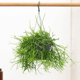 Product afbeelding 1
