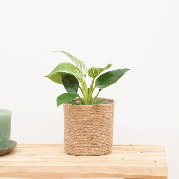 Philodendron White Wave - 25cm kopen bij Green Bubble