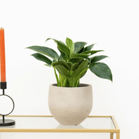 Philodendron Birkin - 40cm