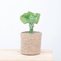 Euphorbia lactea Cristata groen - 30cm