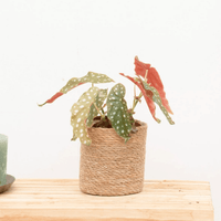 Begonia Maculata (stippenplant) - 30cm
