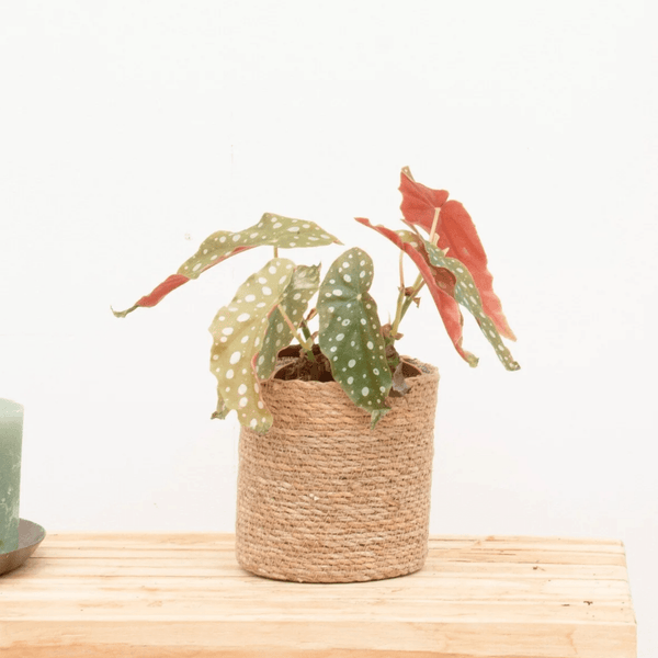 Begonia Maculata (stippenplant) - 30cm kopen bij Green Bubble