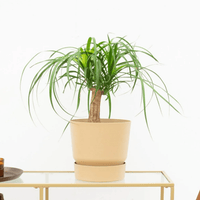 Beaucarnea - 35cm