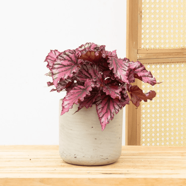 Begonia Rex Lambada - 25cm kopen bij Green Bubble