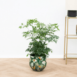Product afbeelding 1