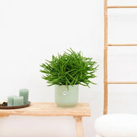 Senecio Himalaya - 20cm