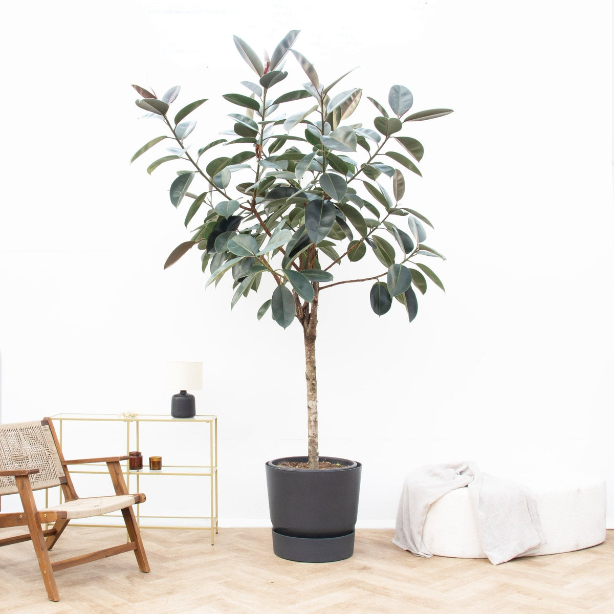 Ficus Elastica Abidjan Care verzorging - Green Bubble
