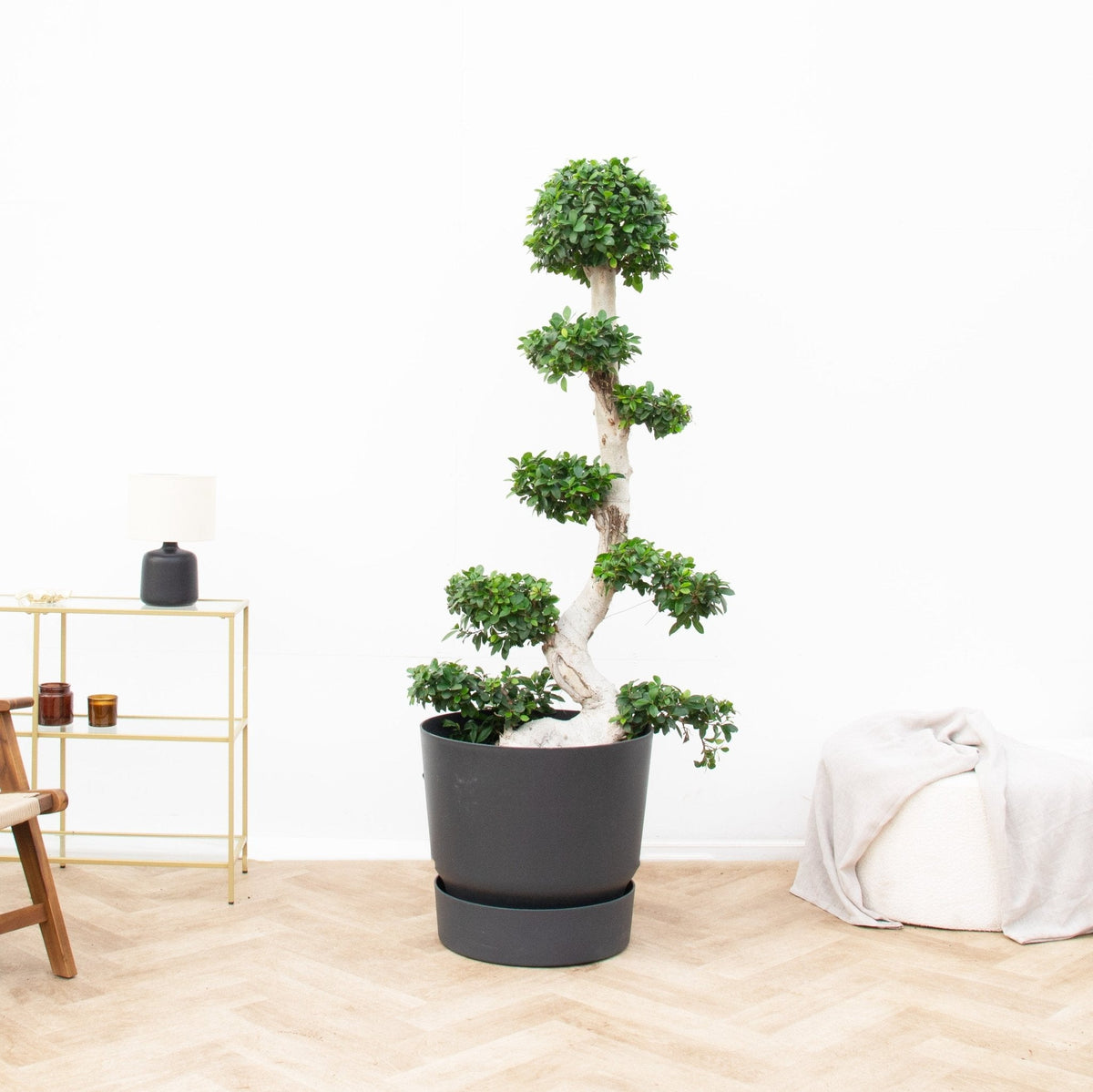 Skötsel Ficus Microcarpa Ginseng verzorging - Green Bubble