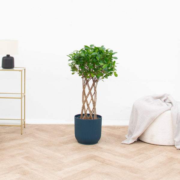 Ficus Moclame gevlochten stam - 120 cm kopen bij Green Bubble