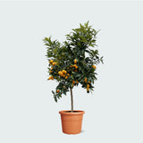Product afbeelding 1