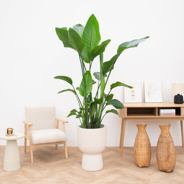 Strelitzia Nicolai - 200cm kopen bij Green Bubble