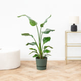 Product afbeelding 1